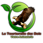 Tourterelle des Bois